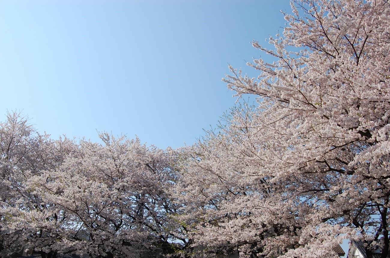 さくらももこさん　ご冥福をお祈りいたします。まることコジコジとの思ひで。