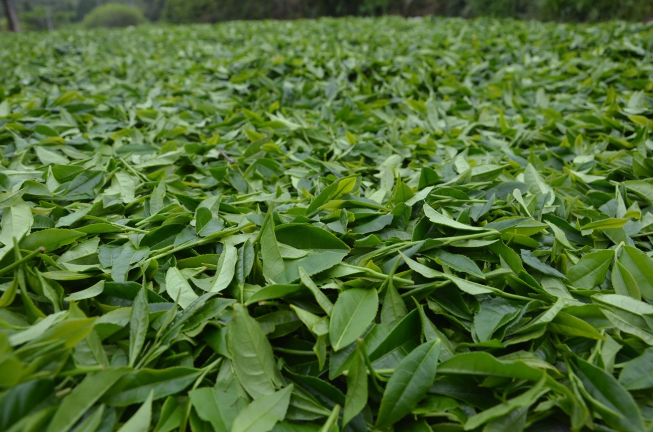 スピリチュアル茶房のリトリート