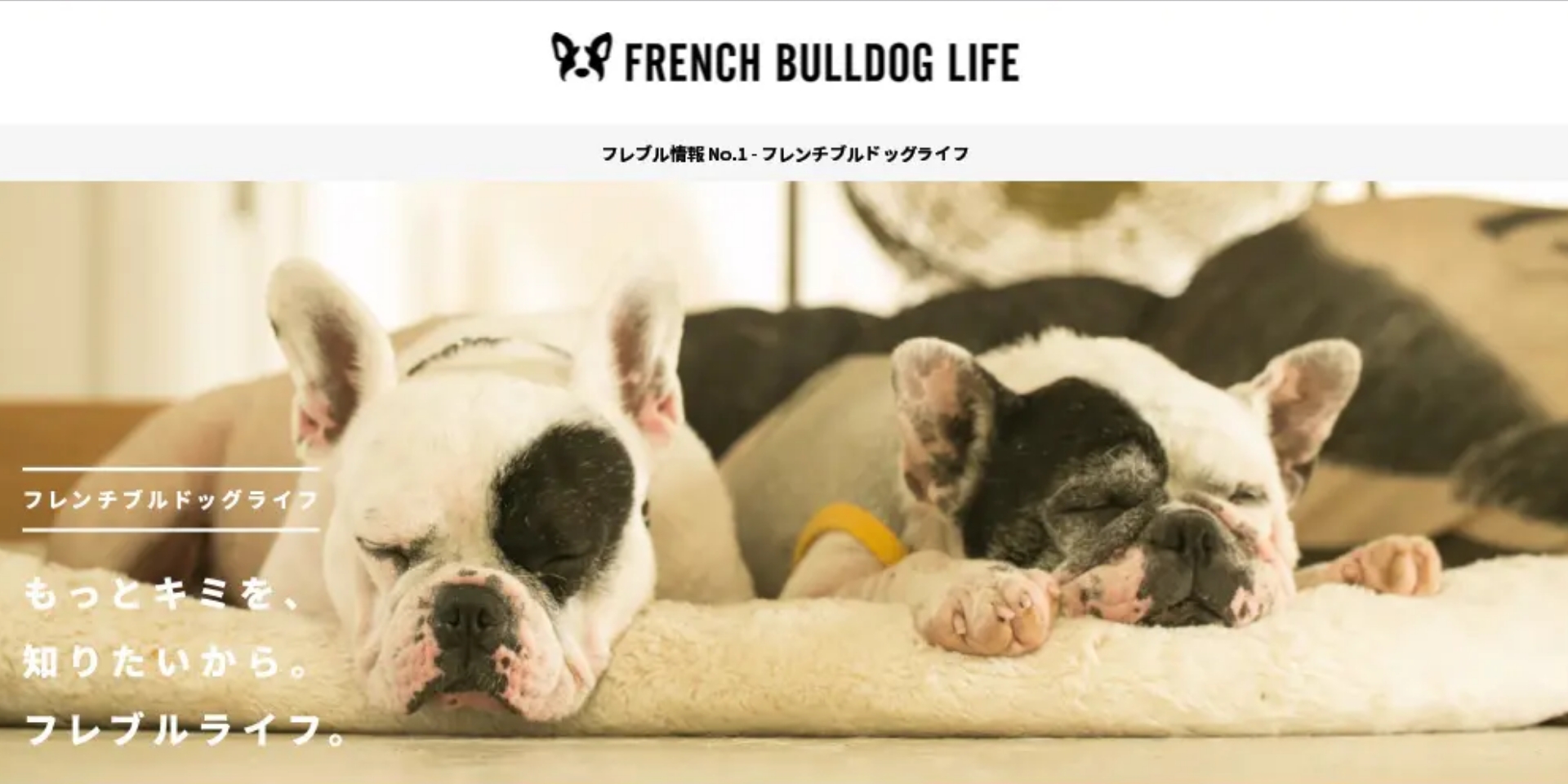 FRENCH BULLDOG LIFE